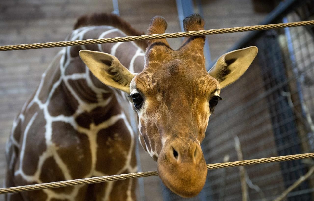 Žirafí samec Marius