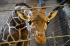 Video: Podivná show v zoo, žirafí mládě předhodili lvům