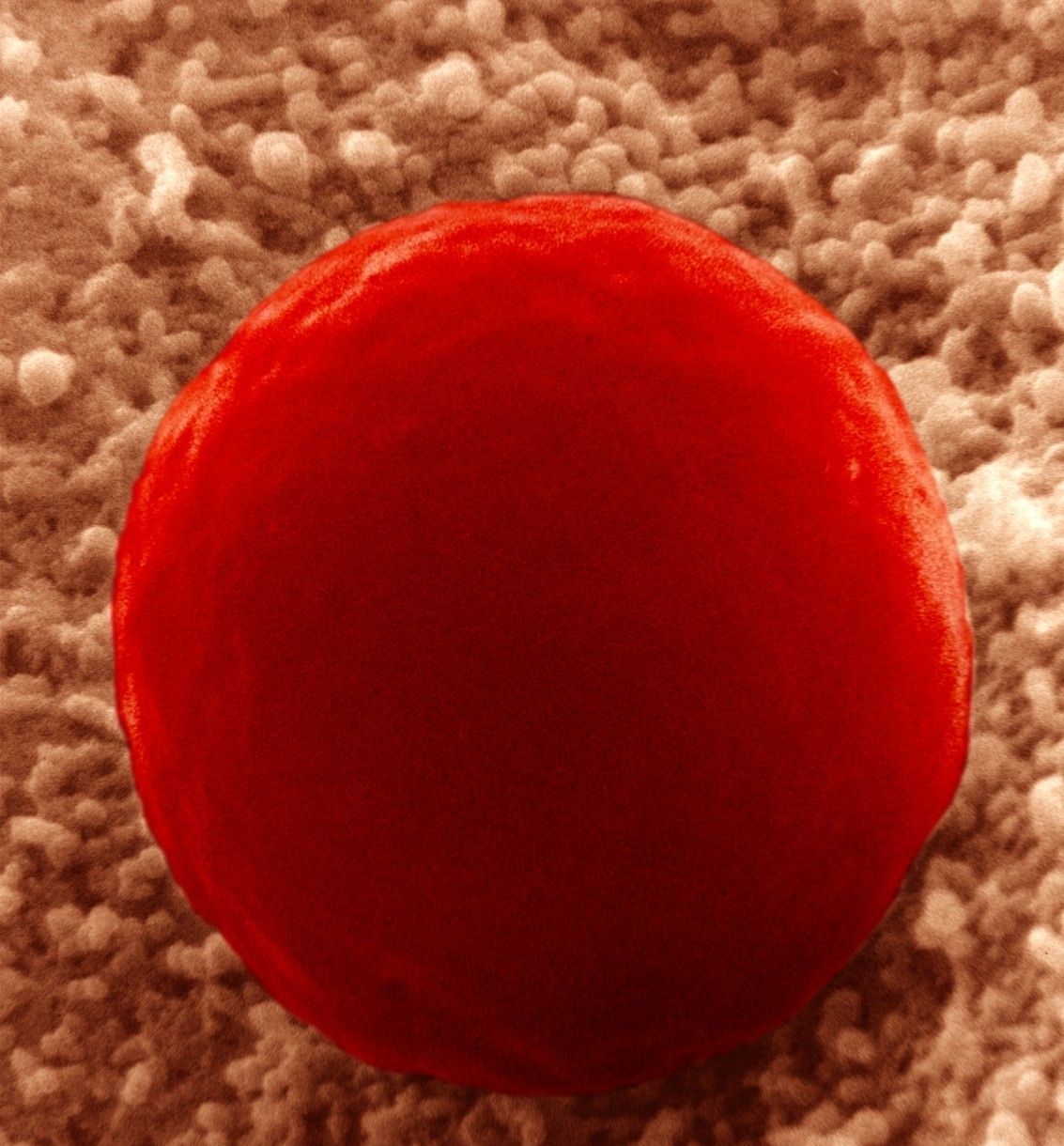 Tělo - krevní buňka