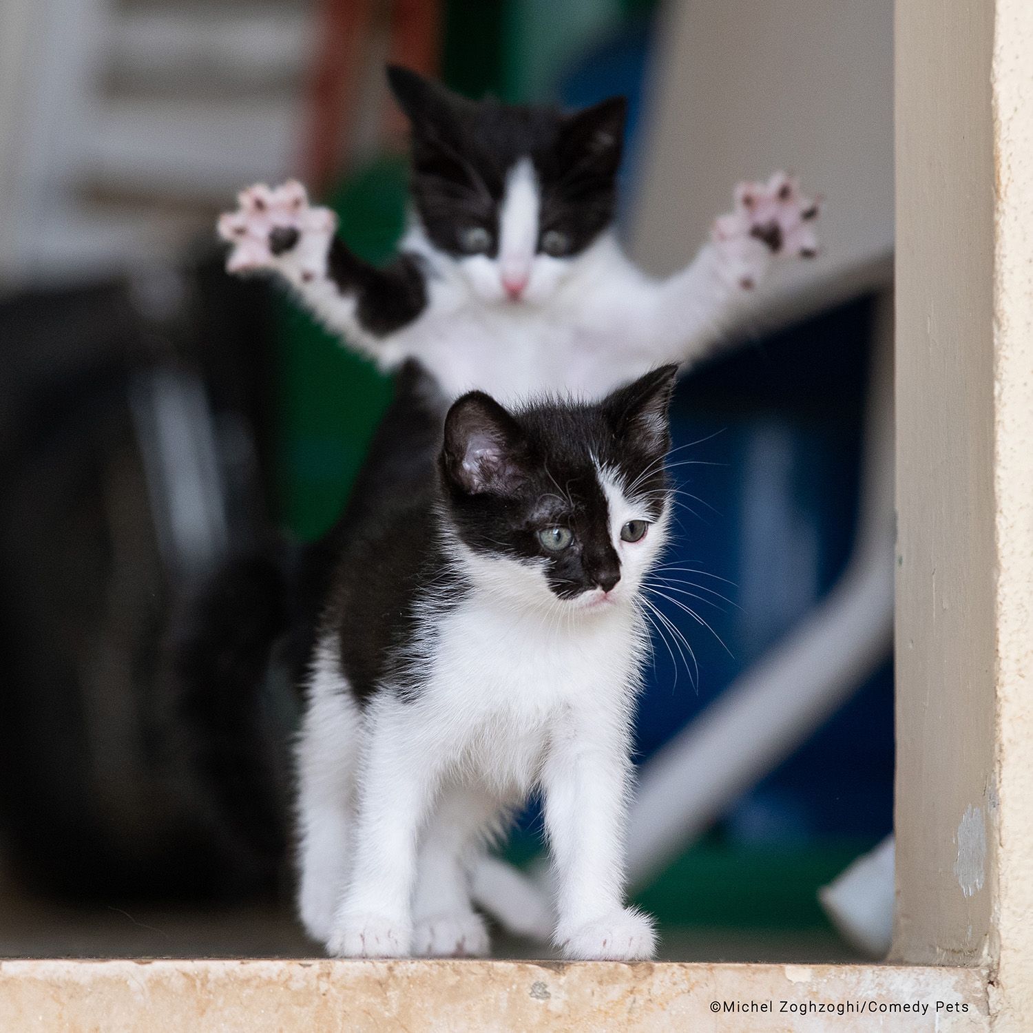 Fotografie ze soutěže Comedy Pet Photograhy Awards (vítězové tří posledních ročníků)