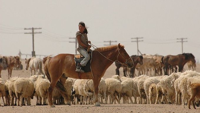 Stáda mongolských nomádů jsou odkázána na vodu z řeky. V té ale po těžbě zlata zůstává jedovatá rtuť a další škodliviny.