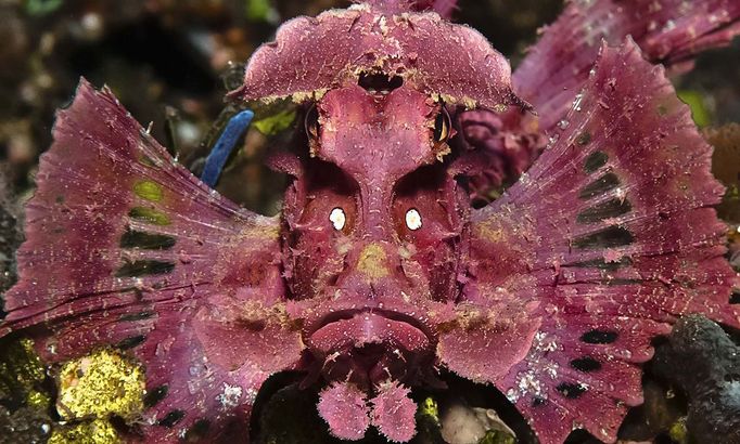 Fish or Marine Animal Portrait 2nd Place Rockford Draper, Texas Paddle flap Rhinopias, Rhinopias eschmeyeri Bali, Indonesia