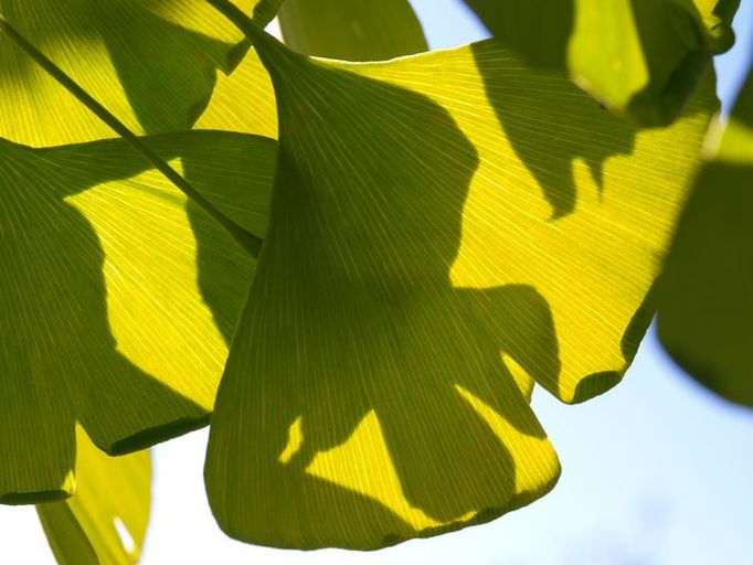 Ginkgo biloba