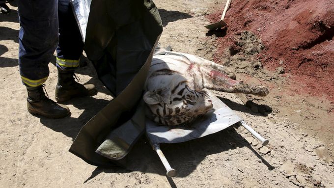 Bílý tygr, který během záplav utekl ze zoo v gruzínské metropoli Tbilisi. Policie ho zastřelila poté, co v centru města usmrtil muže.