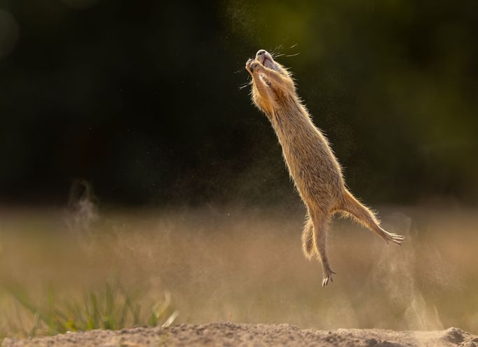 Finalisté soutěže Comedy Wildlife Photography Awards 2023