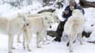 Wolf researcher Werner Freund feeds Arctic wolves with meat in an enclosure at Wolfspark Werner Freund, in Merzig in the German province of Saarland January 24, 2013. Freund, 79, a former German paratrooper, established the wolf sanctuary in 1972 and has raised more than 70 animals over the last 40 years. The wolves, acquired as cubs from zoos or animal parks, were mostly hand-reared. Spread over 25 acres, Wolfspark is currently home to 29 wolves forming six packs from European, Siberian, Canadian, Artic and Mongolian regions. Werner has to behave as the wolf alpha male of the pack to earn the other wolves respect and to be accepted. Picture taken January 24, 2013. REUTERS/Lisi Niesner (GERMANY - Tags: ANIMALS SOCIETY) Published: Led. 26, 2013, 2:44 odp.