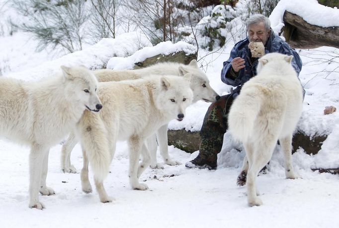 Wolf researcher Werner Freund feeds Arctic wolves with meat in an enclosure at Wolfspark Werner Freund, in Merzig in the German province of Saarland January 24, 2013. Freund, 79, a former German paratrooper, established the wolf sanctuary in 1972 and has raised more than 70 animals over the last 40 years. The wolves, acquired as cubs from zoos or animal parks, were mostly hand-reared. Spread over 25 acres, Wolfspark is currently home to 29 wolves forming six packs from European, Siberian, Canadian, Artic and Mongolian regions. Werner has to behave as the wolf alpha male of the pack to earn the other wolves respect and to be accepted. Picture taken January 24, 2013. REUTERS/Lisi Niesner (GERMANY - Tags: ANIMALS SOCIETY) Published: Led. 26, 2013, 2:44 odp.