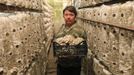 Employee Mikhail Pokatilov carries oyster mushrooms, or the Veshenka mushrooms or Pleurotus Ostreatus, inside a private mushroom farm in the settlement of Beryozovka outside Krasnoyarsk, May 16, 2012. The farm is the only cultivator and supplier of oyster mushrooms in the region. Oyster mushrooms lower cholesterol levels and reduce the risk of oncological diseases, according to farm co-owner Sergei Murunov. REUTERS/Ilya Naymushin (RUSSIA - Tags: AGRICULTURE SOCIETY) Published: Kvě. 16, 2012, 3:01 odp.