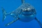 Břehy Austrálie ohrožuje šestimetrový žralok
