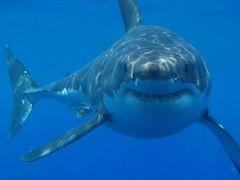 Žraloci mizí z moří, někde ubylo 99 procent