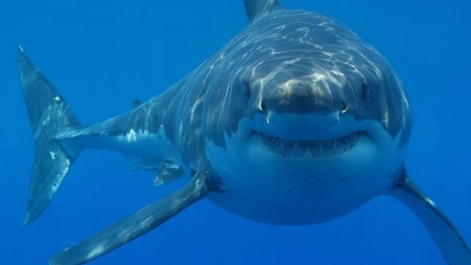 Diana Nyadová chce plavat na Floridu navzdory nebezpečí představovanému žraloky.