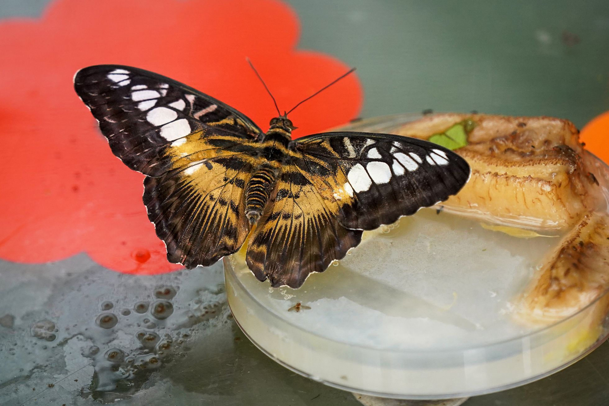 Motýli v Botanické zahradě v pražské Tróji, květen 2023