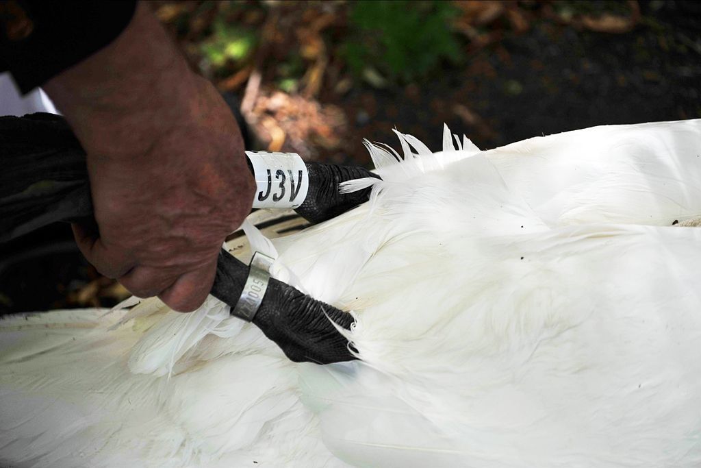Nepoužívat, pouze jednorázová licence! Fotogalerie: Sčítání