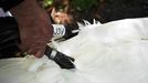 Swans and cygnets are caught, measured, assessed and tagged on the River Thames during the annual Swan Upping ceremony in London 100861, LONDON, UNITED KINGDOM - Monday J