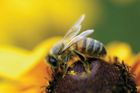 Evropská unie bude zákazem tří pesticidů chránit včely. Česko hlasovalo proti rozhodnutí