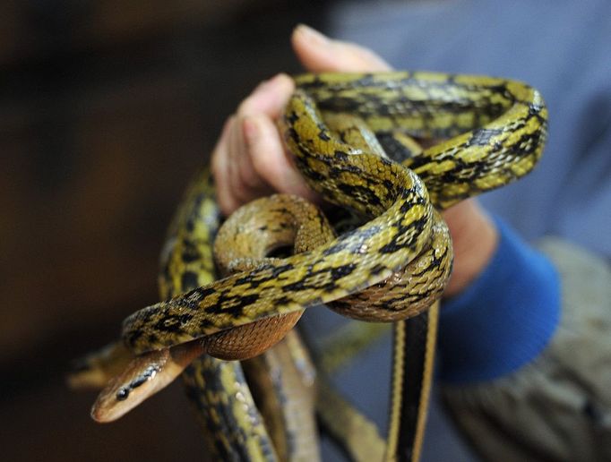 TO GO WITH Lifestyle-medicine-health,FEATURE by Joyce Woo This photo taken on January 31, 2011 shows "Big Snake Mak" -- otherwise known as serpent salesman Mak Tai-kwong, holding some snakes at the She Wong Lam snake soup shop in Hong Kong. Snake has been used in China for thousands of years to cure a host of ailments -- snake-fermented wine for arthritis, snake genitals for the kidneys and male sex drive, snake gall bladder for bronchitis.