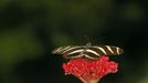 A heliconius charitonius butterfly rests on a flower in Butterfly Garden in La Guacima, northwest of San Jose, May 14, 2012. According to the owner Joris Brinkerhoff, who is from the U.S and has more than 29-years of experience dedicated to the export of butterfly cocoons, more than 80,000 cocoons of 70 different species are exported every month from Costa Rica to Europe, Asia, Canada, Mexico and the United States, with prices of the cocoons ranging from $3 to $10 each. REUTERS/Juan Carlos Ulate (COSTA RICA - Tags: BUSINESS SOCIETY ANIMALS) Published: Kvě. 15, 2012, 4:39 dop.