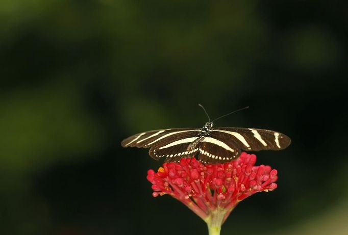 A heliconius charitonius butterfly rests on a flower in Butterfly Garden in La Guacima, northwest of San Jose, May 14, 2012. According to the owner Joris Brinkerhoff, who is from the U.S and has more than 29-years of experience dedicated to the export of butterfly cocoons, more than 80,000 cocoons of 70 different species are exported every month from Costa Rica to Europe, Asia, Canada, Mexico and the United States, with prices of the cocoons ranging from $3 to $10 each. REUTERS/Juan Carlos Ulate (COSTA RICA - Tags: BUSINESS SOCIETY ANIMALS) Published: Kvě. 15, 2012, 4:39 dop.