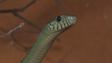 Mamba může být schovaná kdekoliv. Zaútočí hlavně, když jí odříznete únikovou cestu