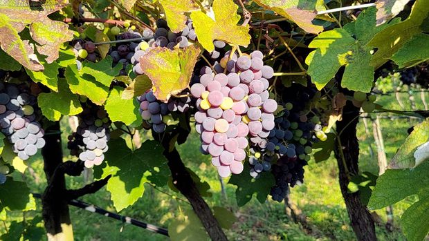 Reportáž ze země, kde mladí lidé alkoholu neholdují. Kvalitě vína a piva navzdory