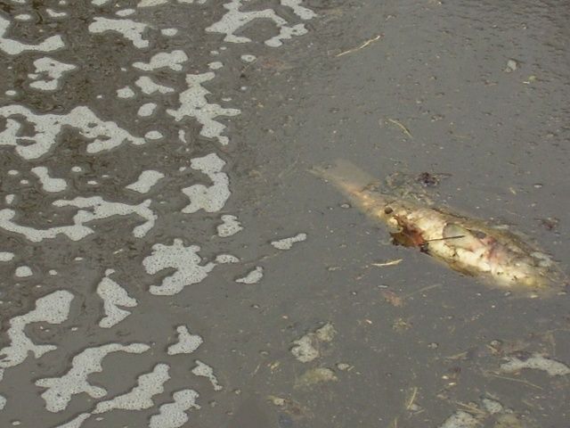 Znečištěná voda a mrtvá ryba