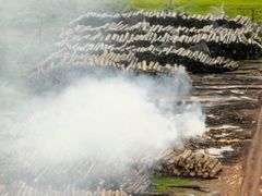 Pokuty za nelegální kácení v amazonských pralesích nejsou účinné