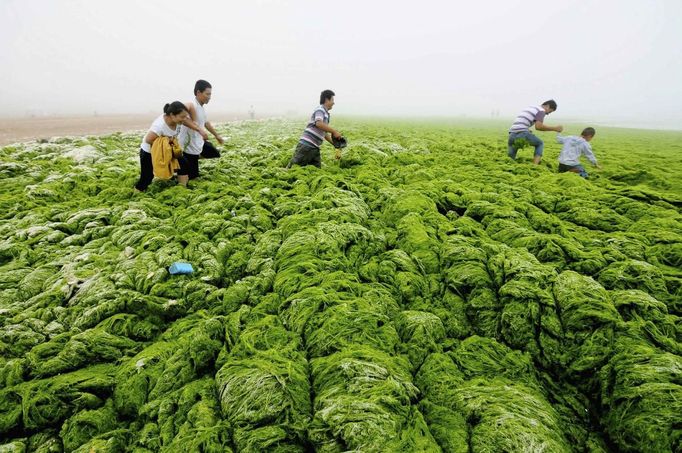 People walk through algae-covered seaside in Qingdao, Shandong province, July 1, 2013. Picture taken July 1, 2013. REUTERS/China Daily (CHINA - Tags: ENVIRONMENT SOCIETY TPX IMAGES OF THE DAY) CHINA OUT. NO COMMERCIAL OR EDITORIAL SALES IN CHINA Published: Čec. 2, 2013, 4:52 dop.