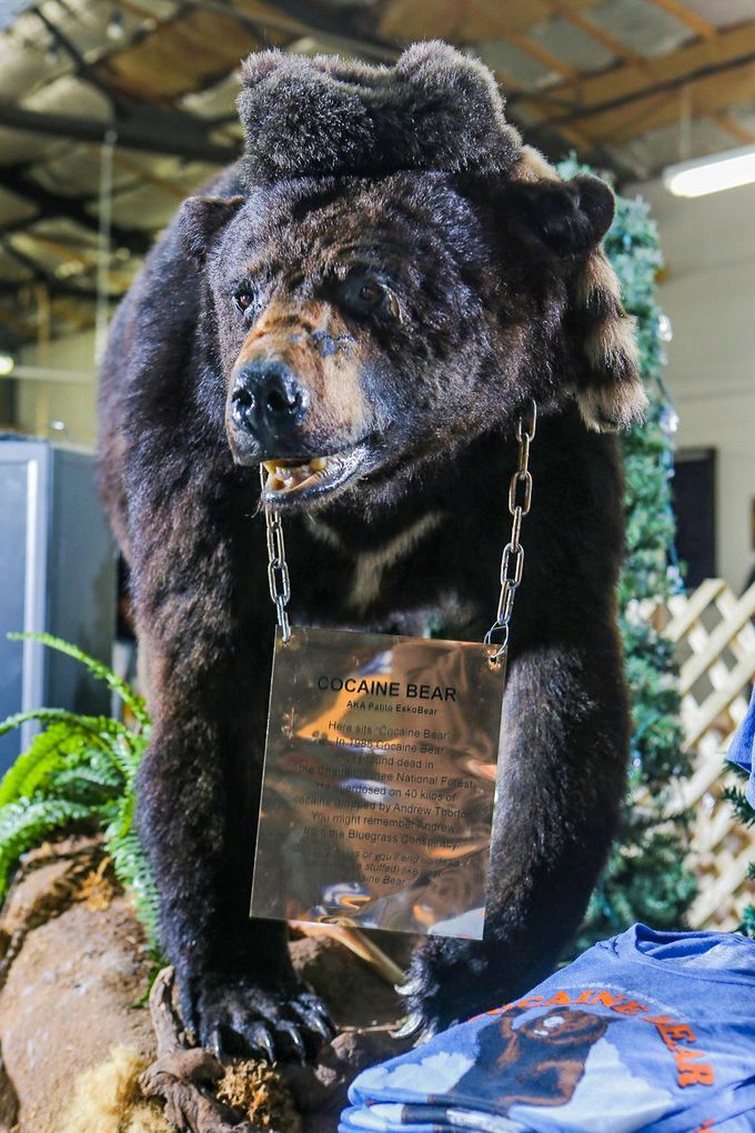 Vycpané tělo medvěda, který v roce 1985 v USA zemřel na předávkování kokainem.