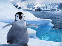 Ochránci přírody se snaží bojovat za záchranu tučňáků. I s pomocí filmů, v nichž představují oblíbené hrdiny.