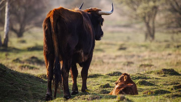 Tipy na výlety ve Středočeském kraji: Komunistický lágr, muzeum škodovek i pratuři; Zdroj foto: Michal Köpping