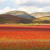 Rozkvetlá letní pole v okolí italské vesnice Castelluccio di Norcia