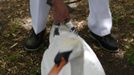 A swan is inspected by a Queen's Swan Upper during the annual Swan Upping ceremony on the River Thames between Shepperton and Windsor in southern England July 15, 2013. Y