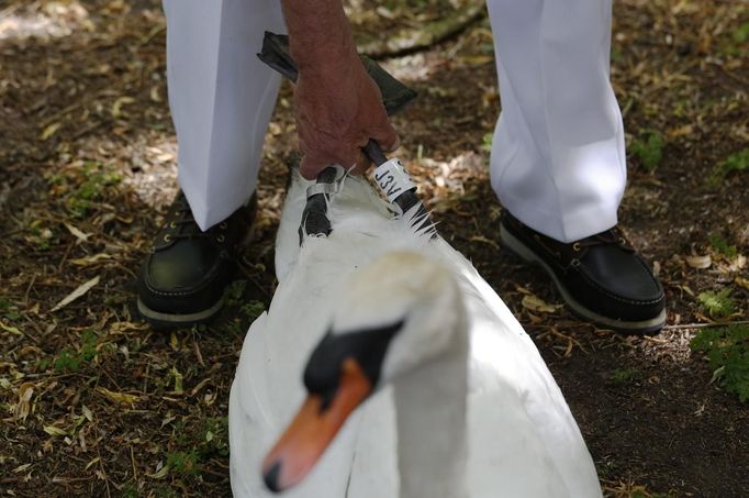 A swan is inspected by a Queen's Swan Upper during the annual Swan Upping ceremony on the River Thames between Shepperton and Windsor in southern England July 15, 2013. Y