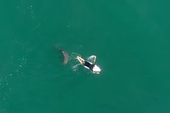 Surfař jen o vlásek unikl útoku žraloka. Predátor na poslední chvíli změnil plány