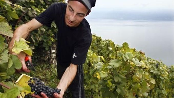 Sběr vína ve švýcarském regionu Lavaux na březích Ženevského jezera začal.