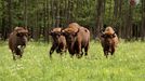 Stádo zubrů evropských na jedné z luk v unikátním Bialowiežském pralese na pomezí Běloruska a Polska.