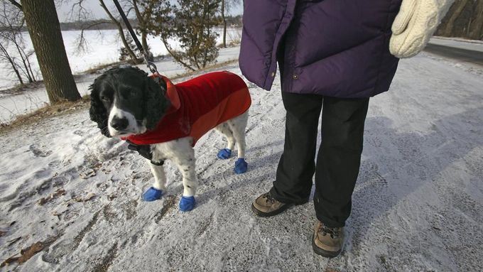Sheila Helm walks her English cocker spaniel, Jackson, near Lake Harriet in Minneapolis January 23, 2013. The Upper Midwest remains locked in a deep freeze, with bitter sub-zero temperatures and wind chills stretching into a fourth day across several states due to waves of frigid Arctic air. The dog is wearing rubber booties to protect its paw pads from ice and salt. REUTERS/Eric Miller (UNITED STATES - Tags: ENVIRONMENT) Published: Led. 23, 2013, 8:03 odp.