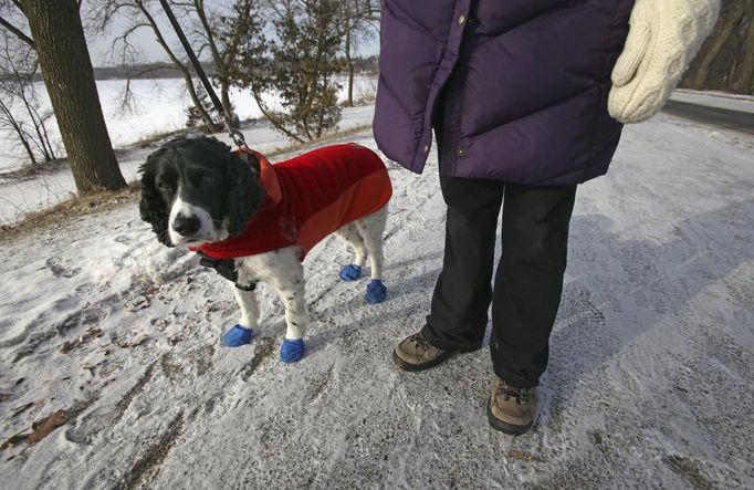 Sheila Helm walks her English cocker spaniel, Jackson, near Lake Harriet in Minneapolis January 23, 2013. The Upper Midwest remains locked in a deep freeze, with bitter sub-zero temperatures and wind chills stretching into a fourth day across several states due to waves of frigid Arctic air. The dog is wearing rubber booties to protect its paw pads from ice and salt. REUTERS/Eric Miller (UNITED STATES - Tags: ENVIRONMENT) Published: Led. 23, 2013, 8:03 odp.