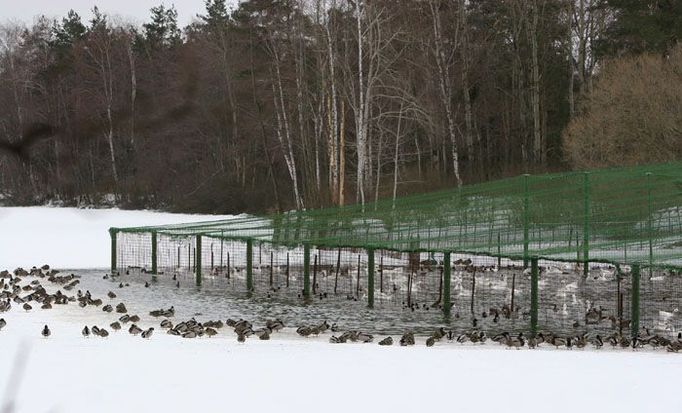 Kvůli preventivním opatřením, které nařídila veterinární správa, museli rybáři zasíťovat výběh pro husy do Byňovského rybníku. To má zabránit přístupu divokých kačen, které jsou zvyklé chodit k husám na krmení.