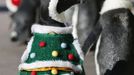 Penguins clad in Christmas-themed outfits walk during an event at Hakkeijima Sea Paradise in Yokohama, south of Tokyo November 27, 2012. REUTERS/Yuriko Nakao (JAPAN - Tags: SOCIETY ANIMALS) Published: Lis. 27, 2012, 11:06 dop.