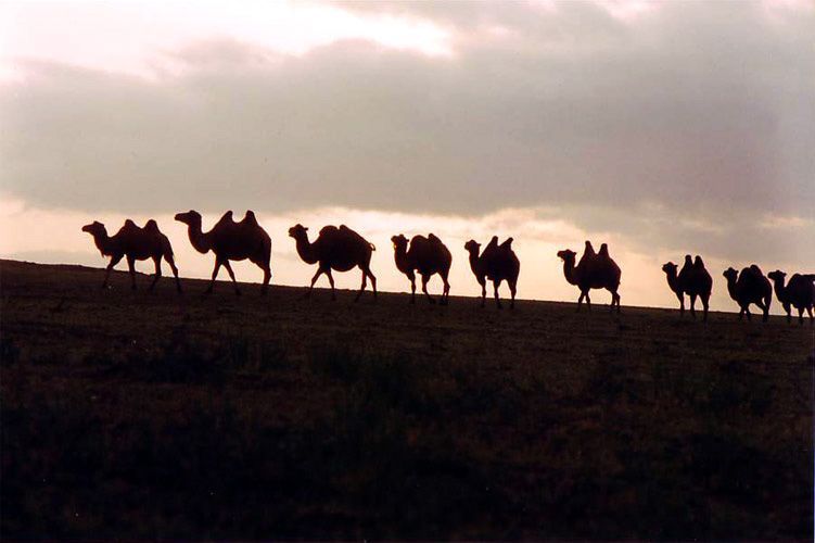 Mongolsko