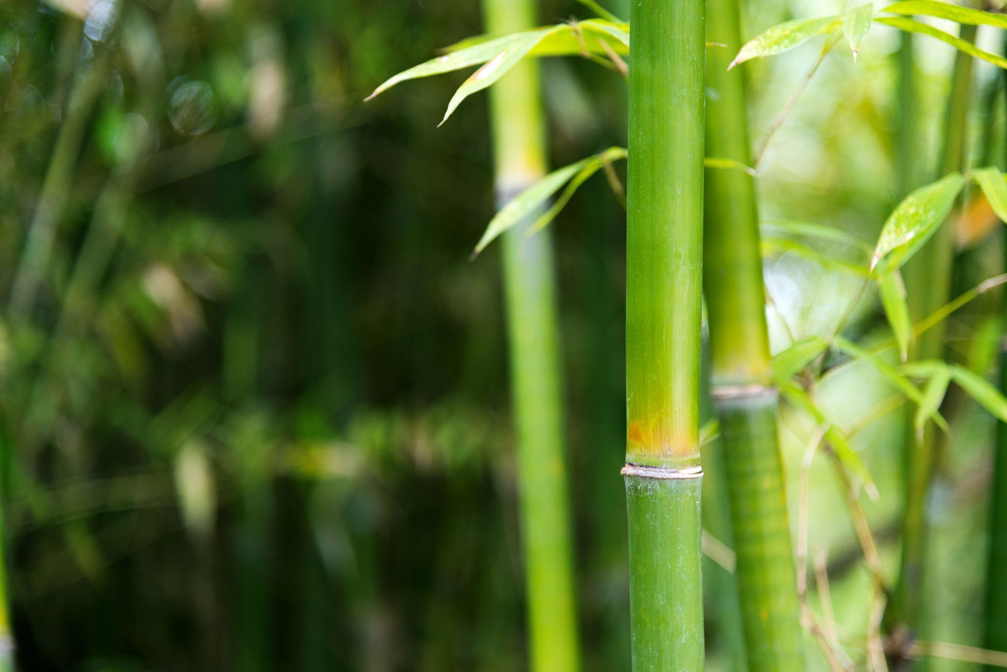 bambus, rostlina, zena