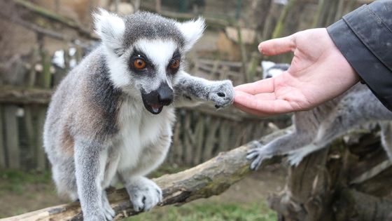 Foto: Soukromá zoo se bojí o přežití. Ve sbírce jí lidé přispěli už čtvrt milionu