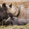 Nové mládě nosorožce v ZOO Dvůr Králové