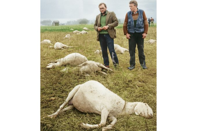 Muži u ovcí, které uhynuly po přiblížení k zamořené zóně u Sevesa, Itálie. Snímek je z doby více než 4 roky po úniku dioxinu v červenci 1976.