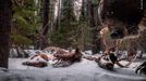 Vítězové soutěže Wildlife Photographer of the Year 2021