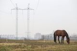 Ta v Milíčovském lese se nachází naproti výběhu koní, kteří patří městské policii.