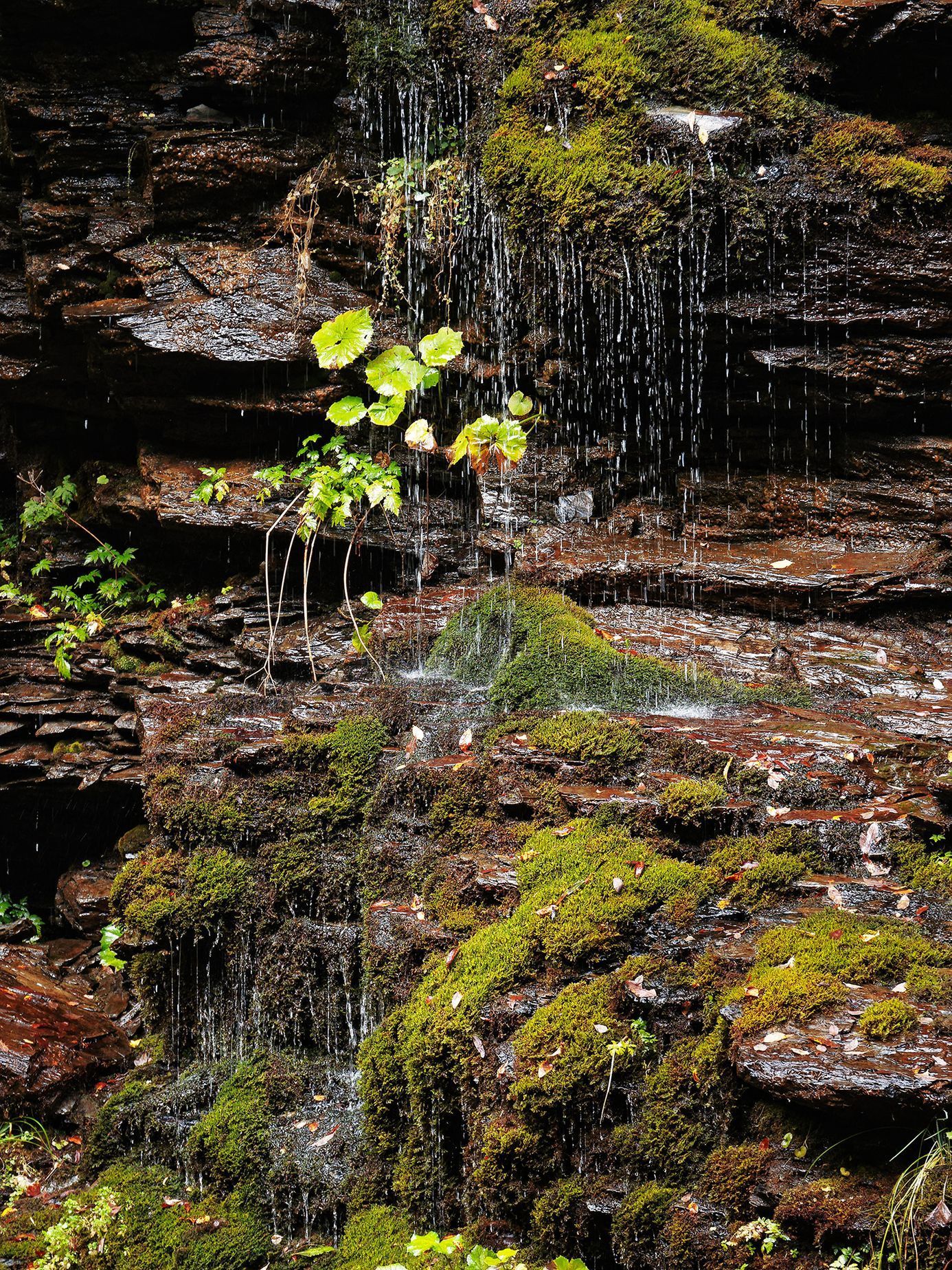 Jeseníky: Podzim v divoké soutěsce Bílé Opavy (Praděd - Karlova Studánka)