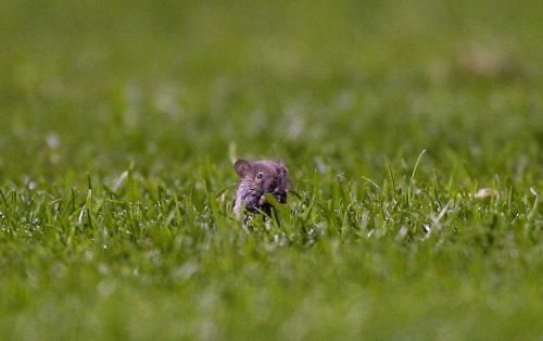 Myš v trávě