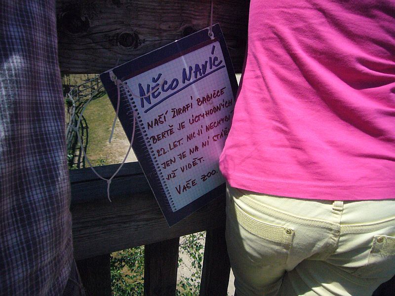 Žirafy v pražské zoo